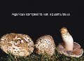 Agaricus campestris var.squamulosus-amf146